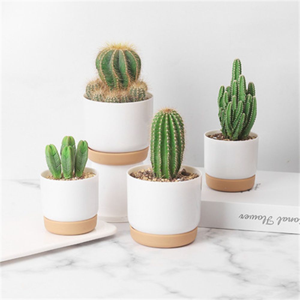 Round Cactus Succulent Plants  – Orchid Potting Mix Bewertung und Preis