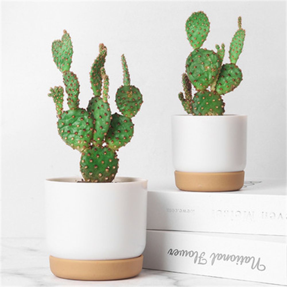 Round Cactus Succulent Plants  – Orchid Potting Mix Bewertung und Preis