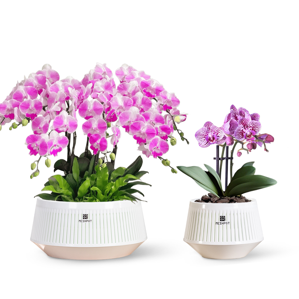 Orchid Pot with Holes & Saucer – Orchid Potting Mix Bewertung und Preis