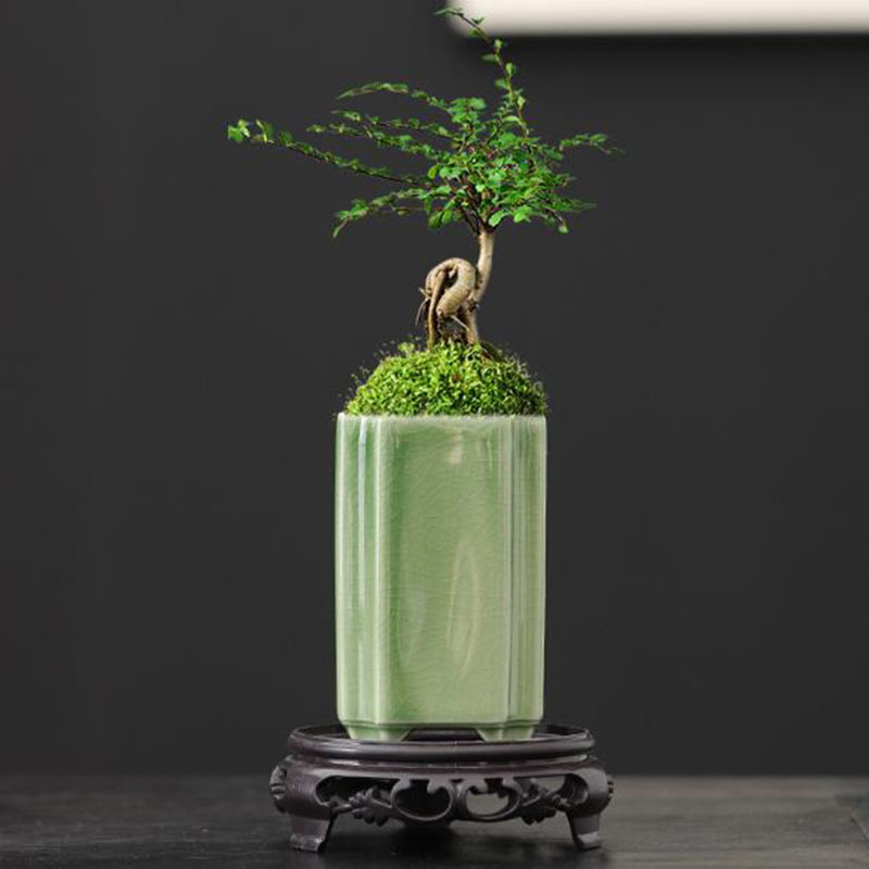 Porcelain Square Celadon Glaze – Orchid Potting Mix Bewertung und Preis