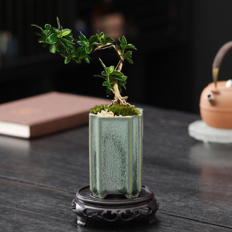 Porcelain Square Celadon Glaze – Orchid Potting Mix Bewertung und Preis