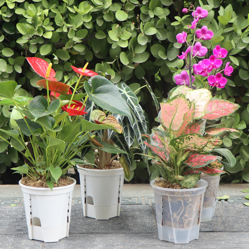 5pcs Transparent Orchid Pot wi – Orchid Potting Mix Bewertung und Preis